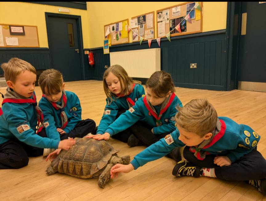 Beavers and Tortoise